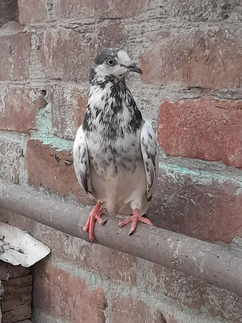 High fly pigeon male female mix — photo 11