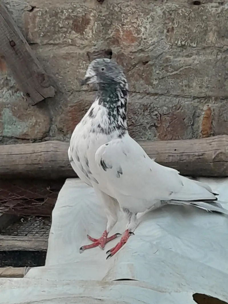 High fly pigeon male female mix — photo 12