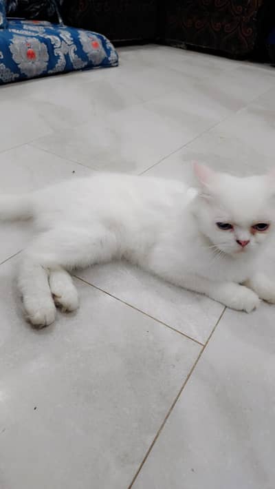 Persian Female Double Coat Punch Face Cat For Sale