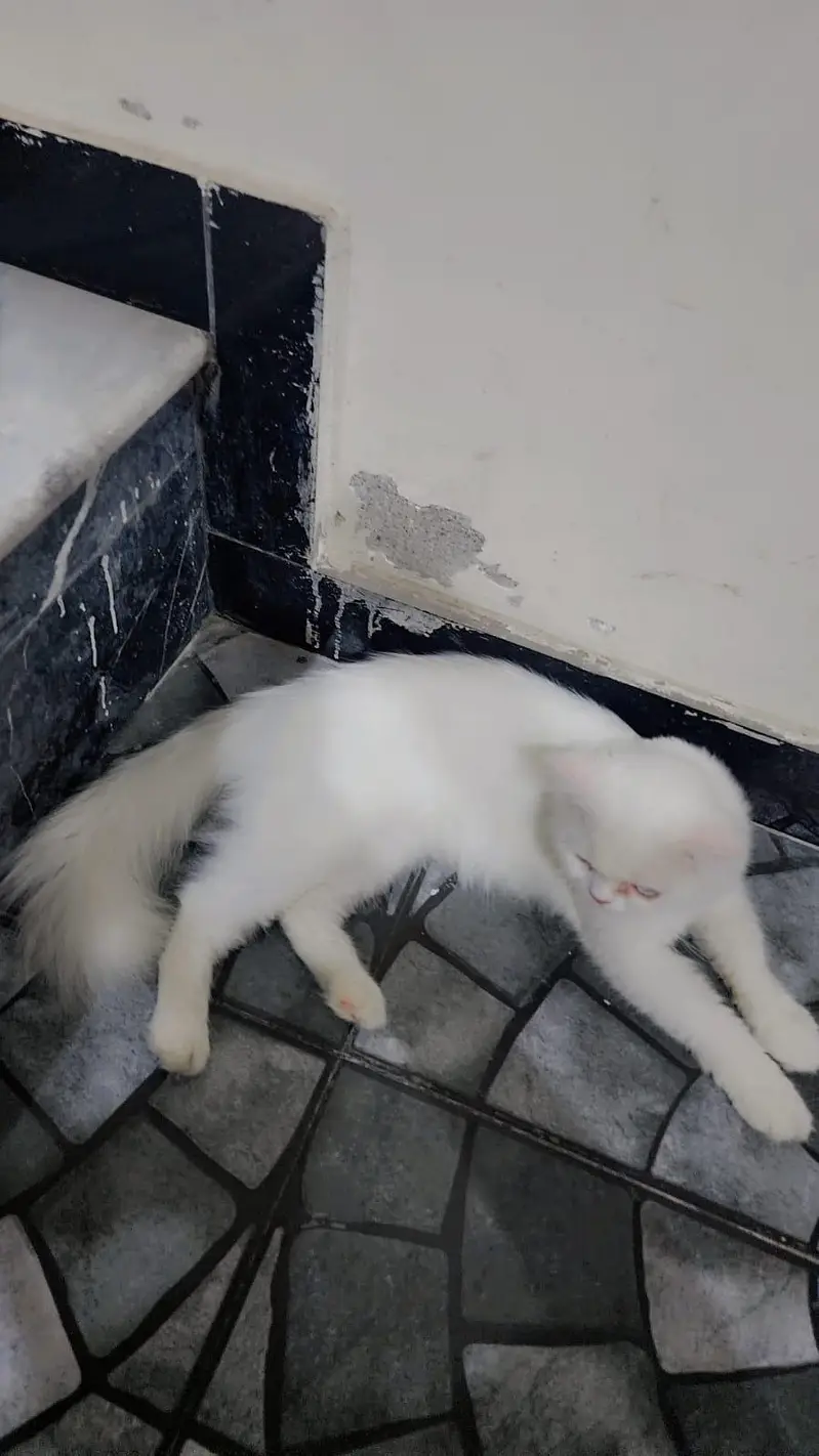 Persian Female Double Coat Punch Face Cat For Sale — photo 2