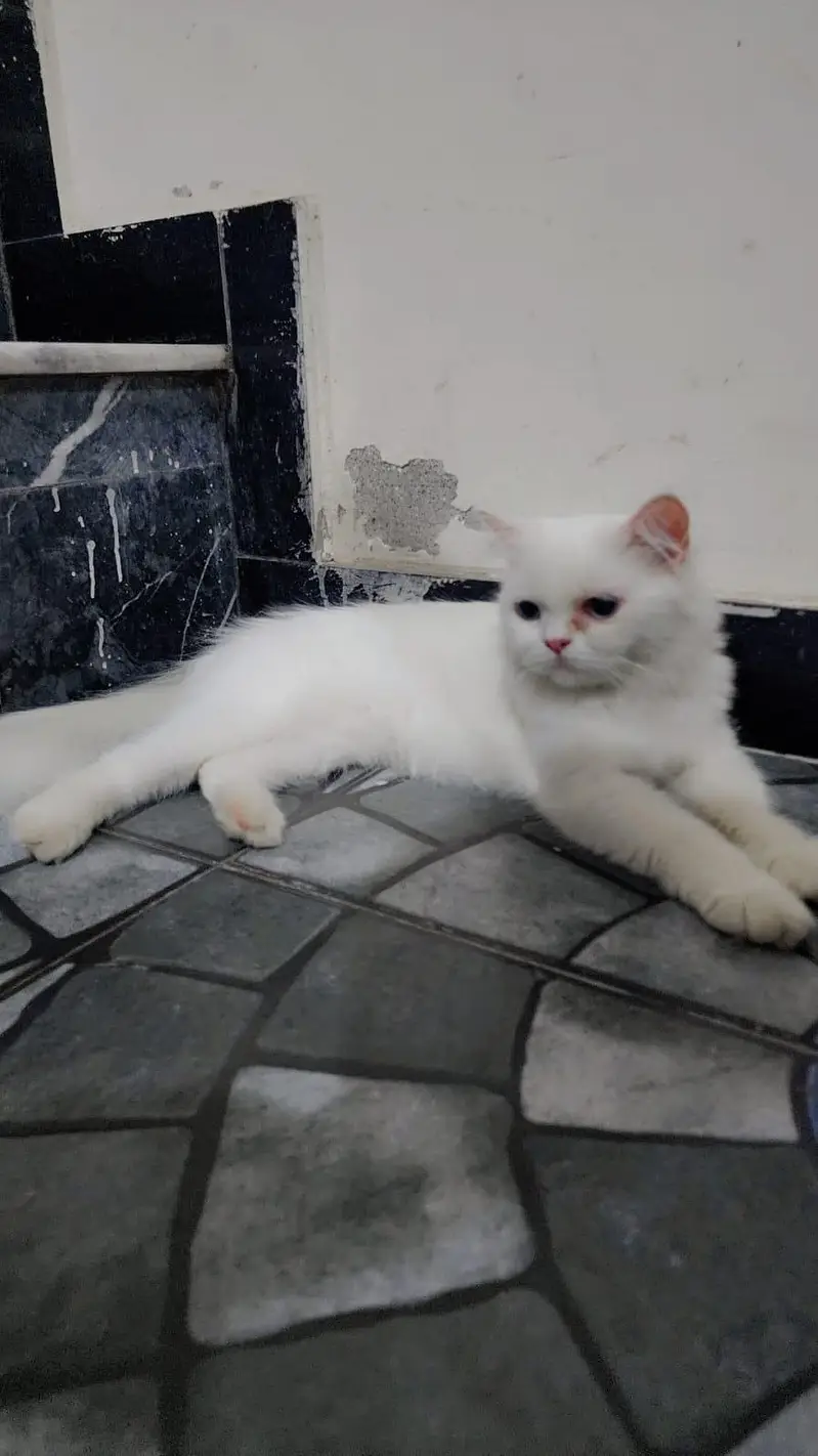 Persian Female Double Coat Punch Face Cat For Sale — photo 3