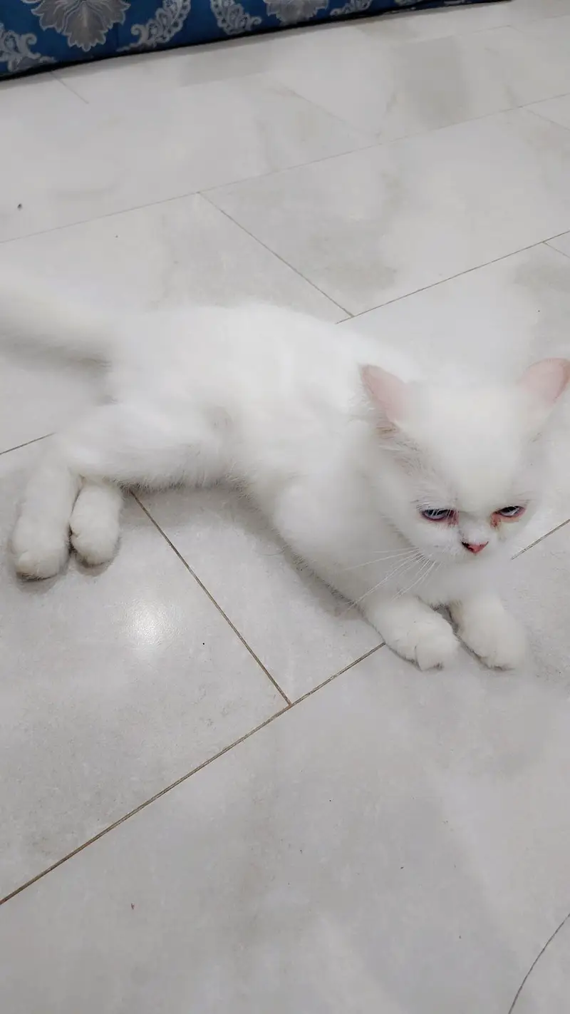 Persian Female Double Coat Punch Face Cat For Sale — photo 4