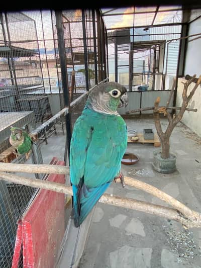 blue turquoise conure black chest black foot for sale
