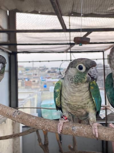 1 pair blue turquoise conure
