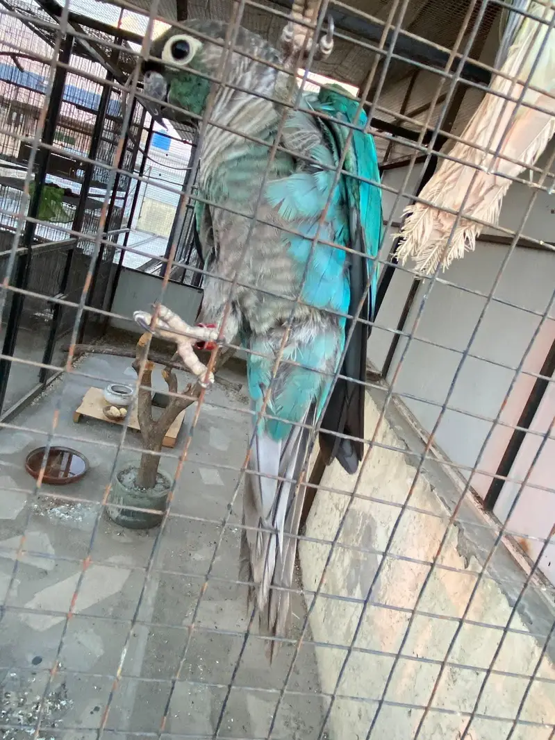 blue turquoise conure black chest black foot for sale — photo 3