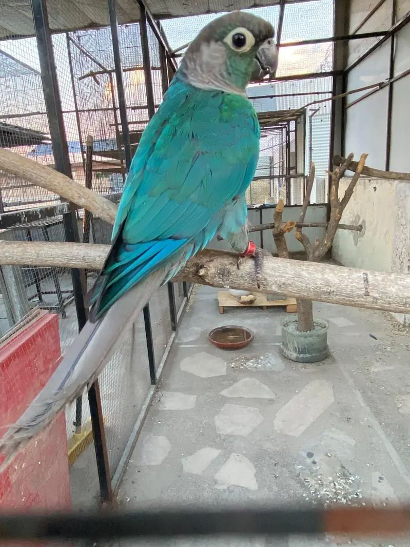 blue turquoise conure black chest black foot for sale — photo 4