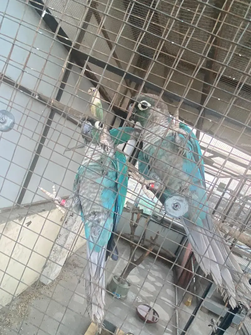blue turquoise conure black chest black foot for sale — photo 5