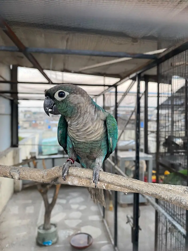 blue turquoise conure black chest black foot for sale — photo 6