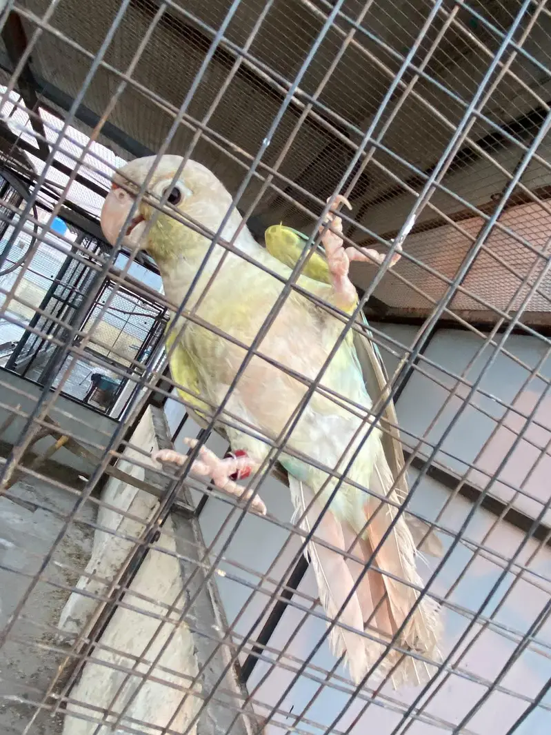blue turquoise conure black chest black foot for sale — photo 7