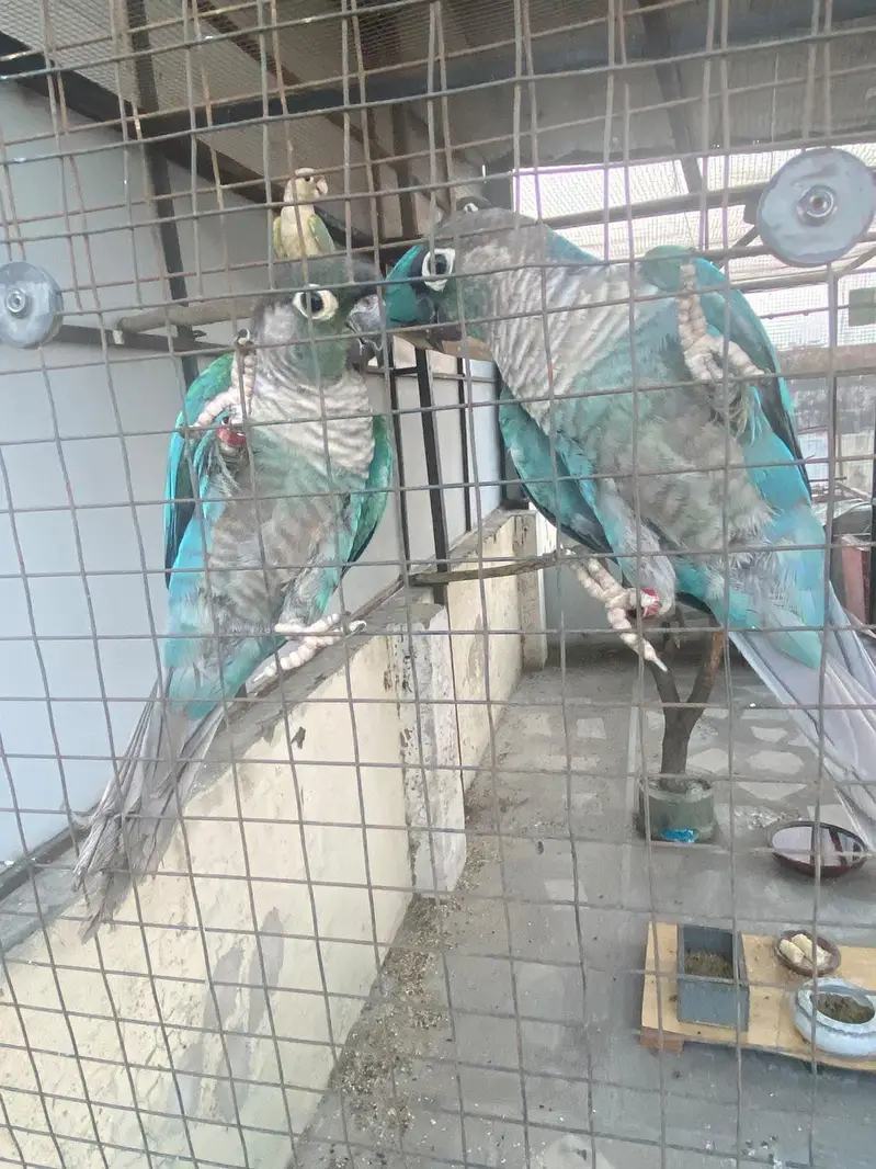 blue turquoise conure black chest black foot for sale — photo 8