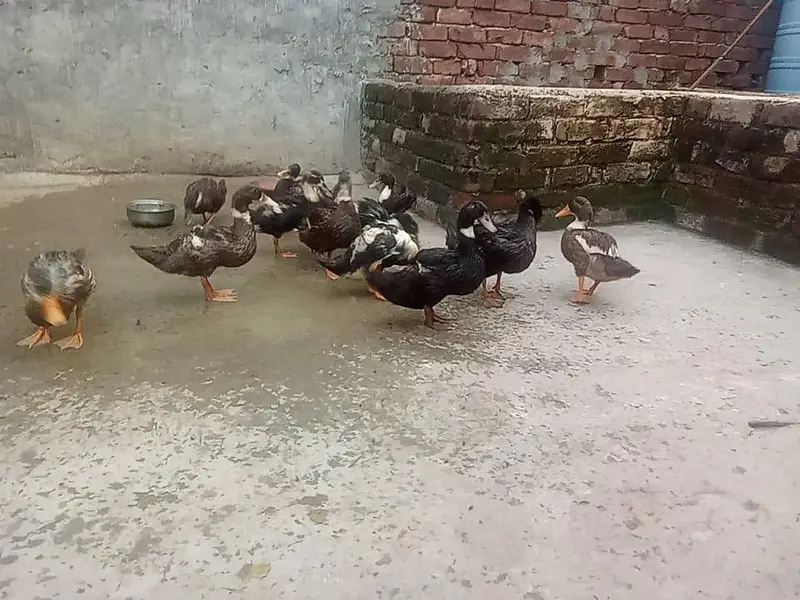 Ducks for sale — photo 2