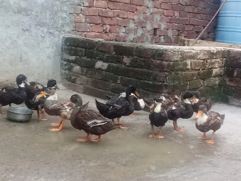 Ducks for sale — photo 3