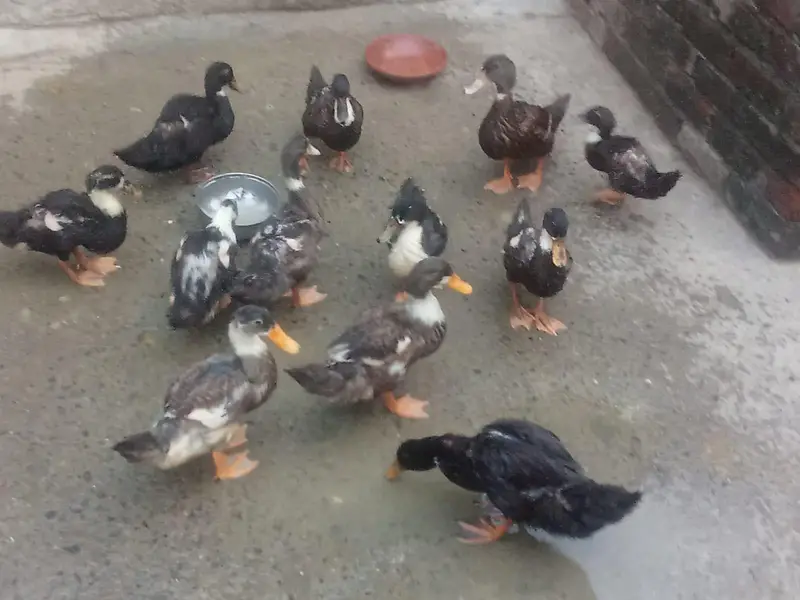 Ducks for sale — photo 4