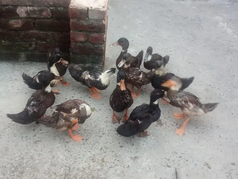 Ducks for sale — photo 5
