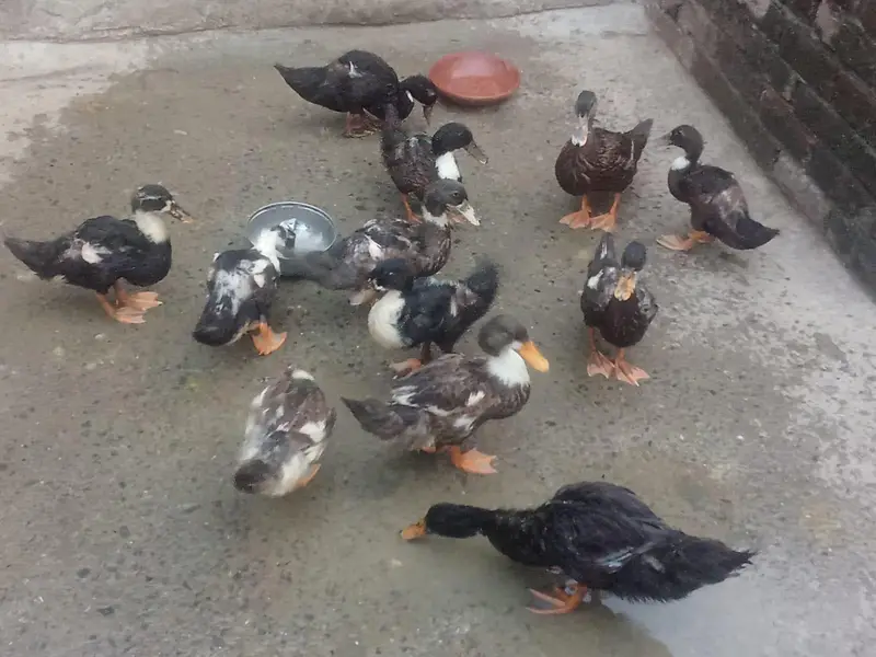 Ducks for sale — photo 6