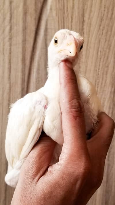 Heera Chicks Pair 03100024337