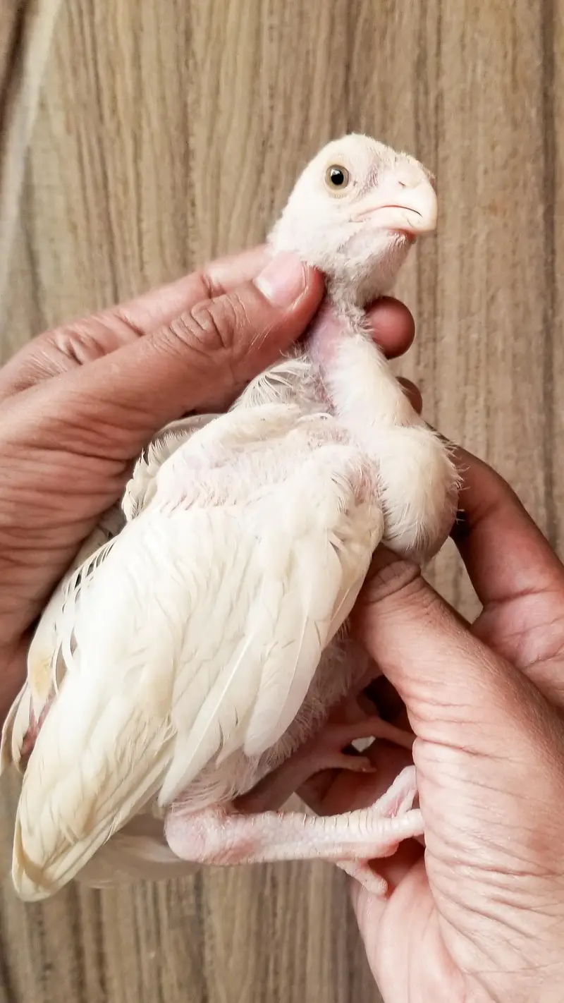 Heera Chicks Pair 03100024337 — photo 2