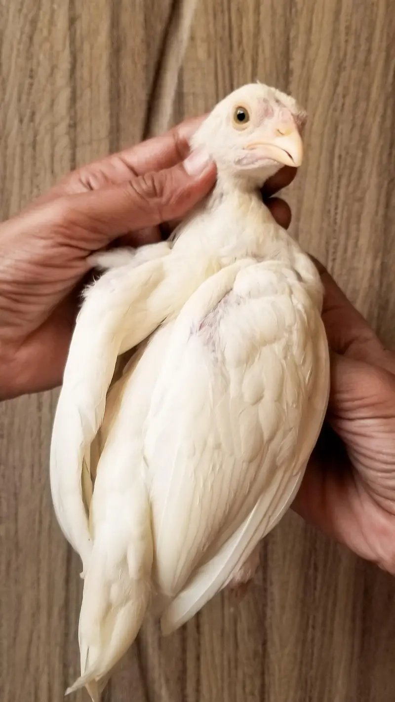 Heera Chicks Pair 03100024337 — photo 3