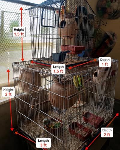 2 Bird Cages + Breeding Budgies & Lovebirds | Complete Setup