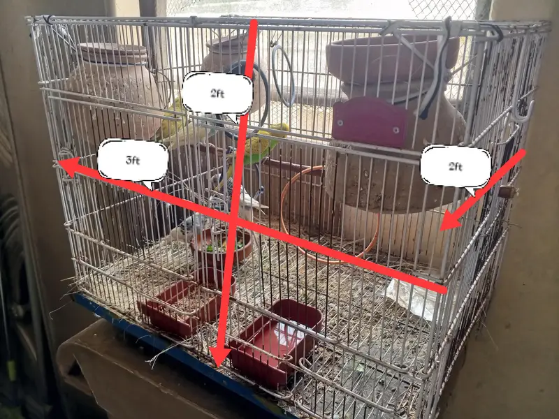 2 Bird Cages + Breeding Budgies & Lovebirds | Complete Setup — photo 2