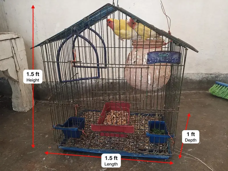 2 Bird Cages + Breeding Budgies & Lovebirds | Complete Setup — photo 3