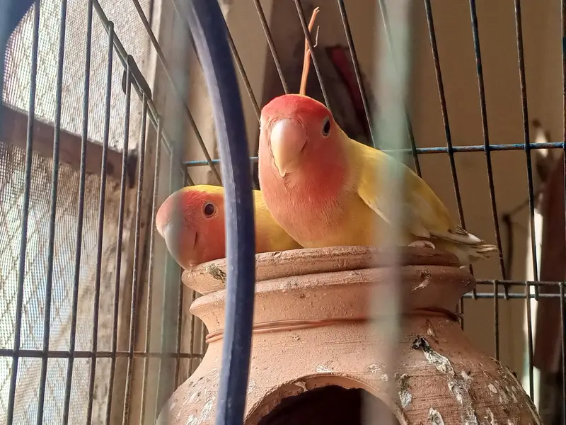 2 Bird Cages + Breeding Budgies & Lovebirds | Complete Setup — photo 4