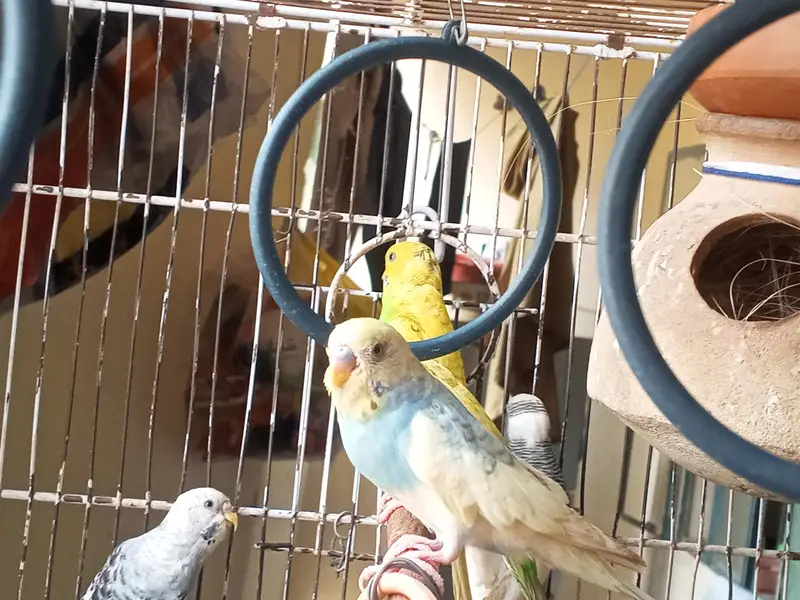 2 Bird Cages + Breeding Budgies & Lovebirds | Complete Setup — photo 5