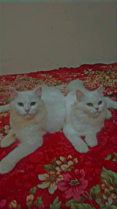 persian kitten punch face triple coated