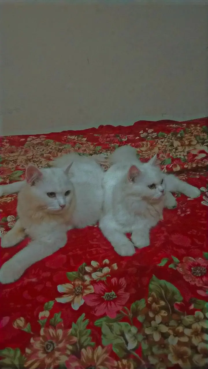 persian kitten punch face triple coated — photo 2