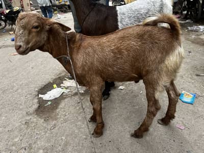 Bakri bacha