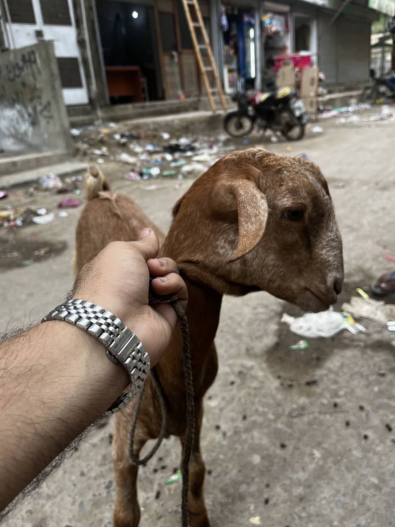 Bakri bacha 1