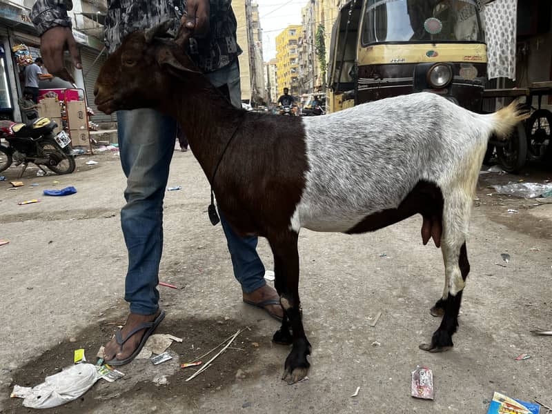 Bakri bacha 2