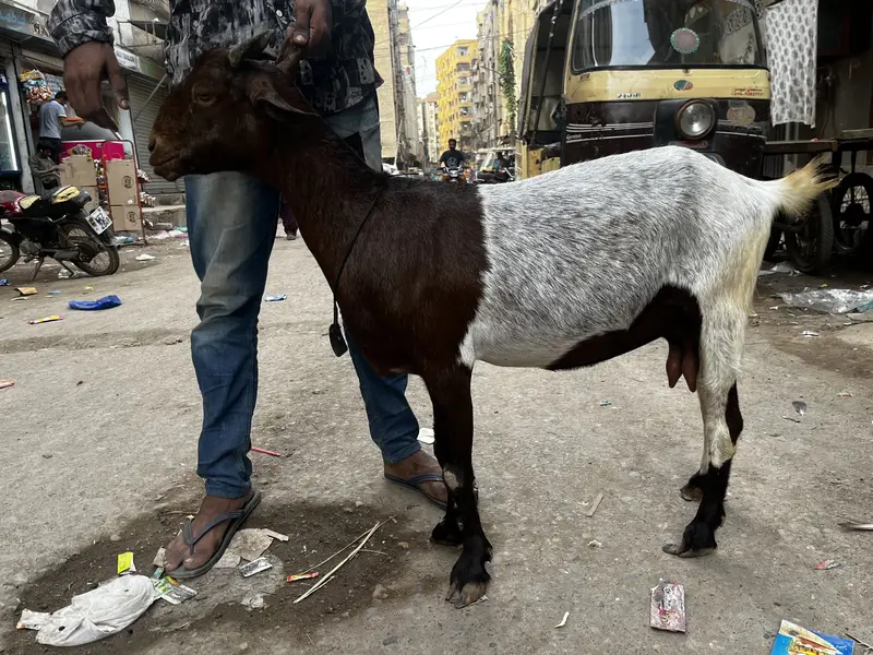 Bakri bacha — photo 3