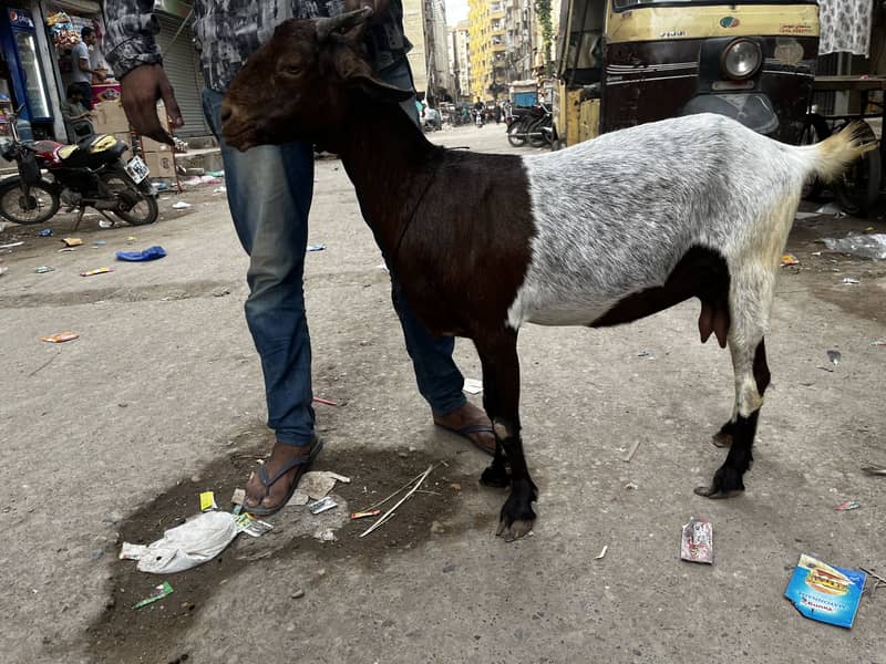 Bakri bacha 3