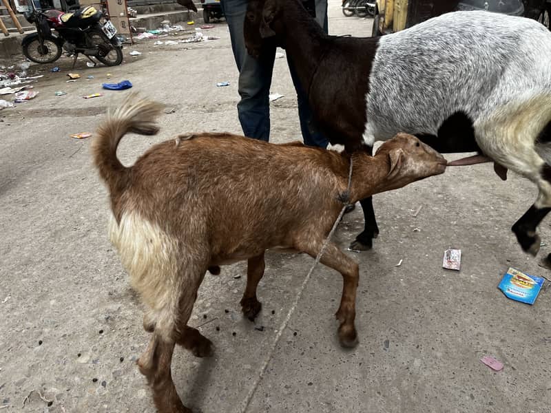 Bakri bacha 4
