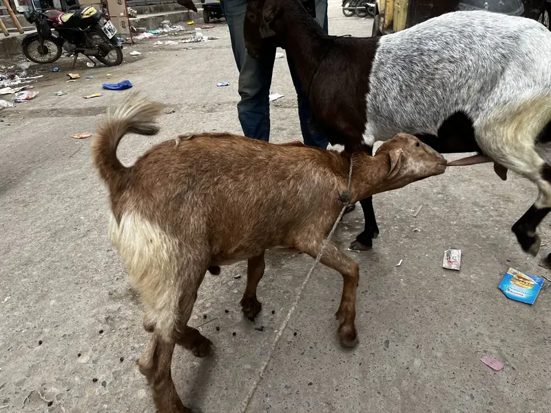 Bakri bacha — photo 5