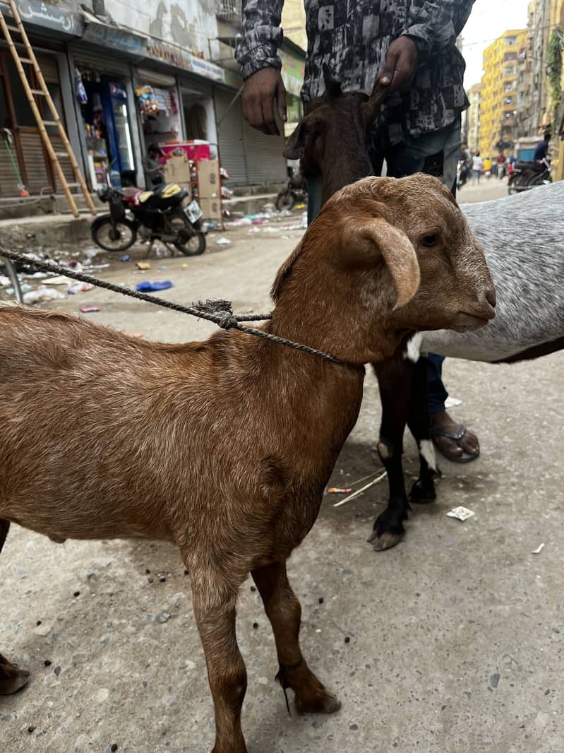 Bakri bacha 5