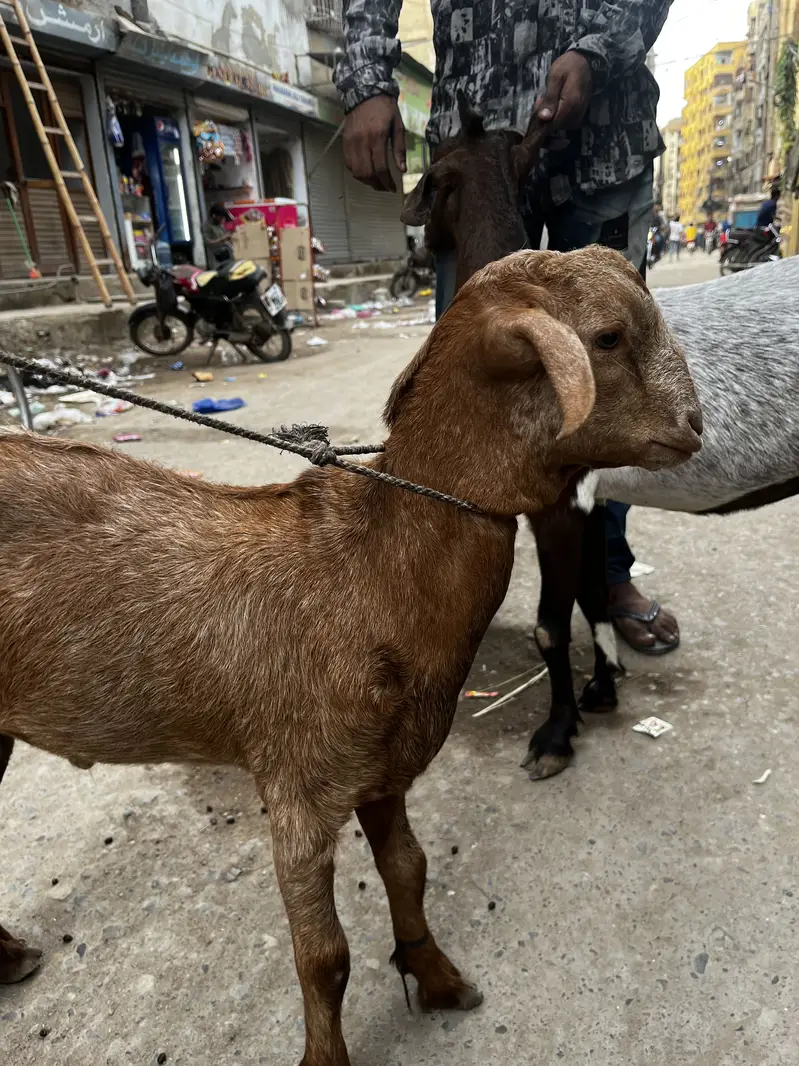 Bakri bacha — photo 6