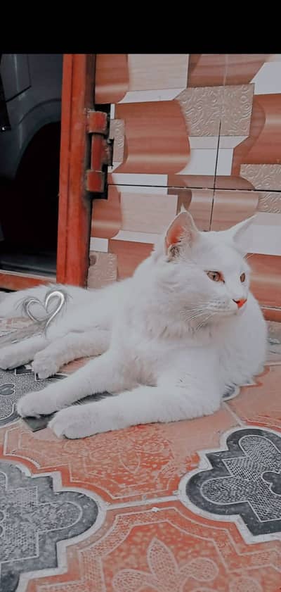 Persian Billa
