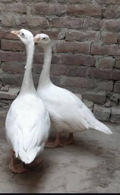 duck far sell