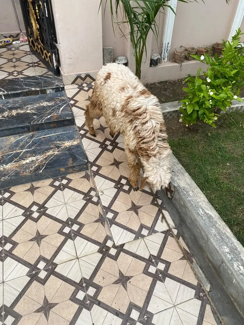 chattar for sale