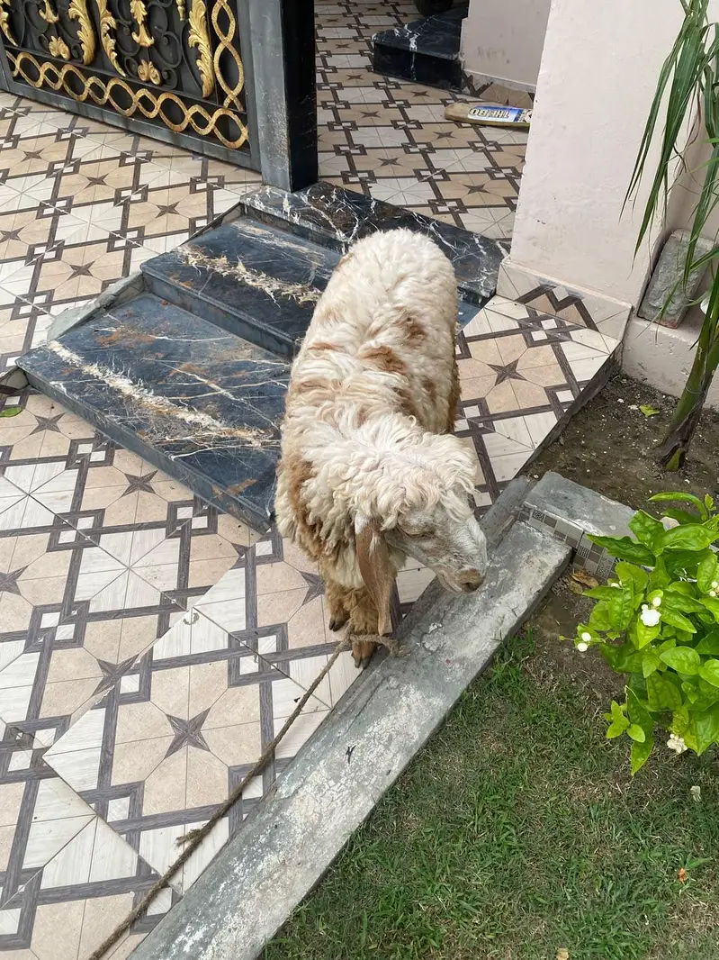 chattar for sale — photo 2