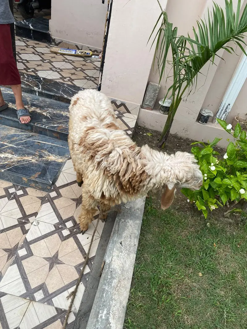 chattar for sale — photo 3