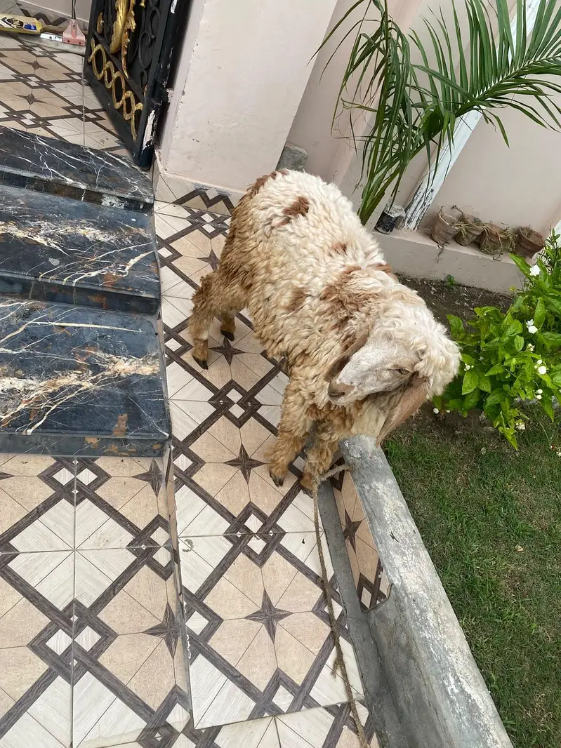 chattar for sale — photo 4