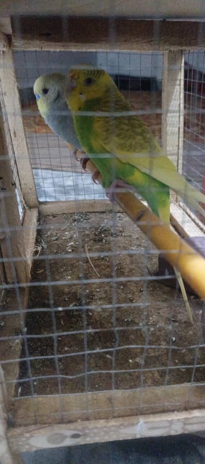 Australian Parrots pair