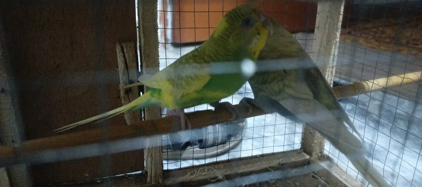 Australian Parrots pair — photo 2