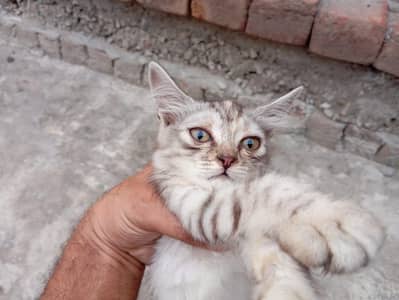 Black Grey Combo Color Female kitten