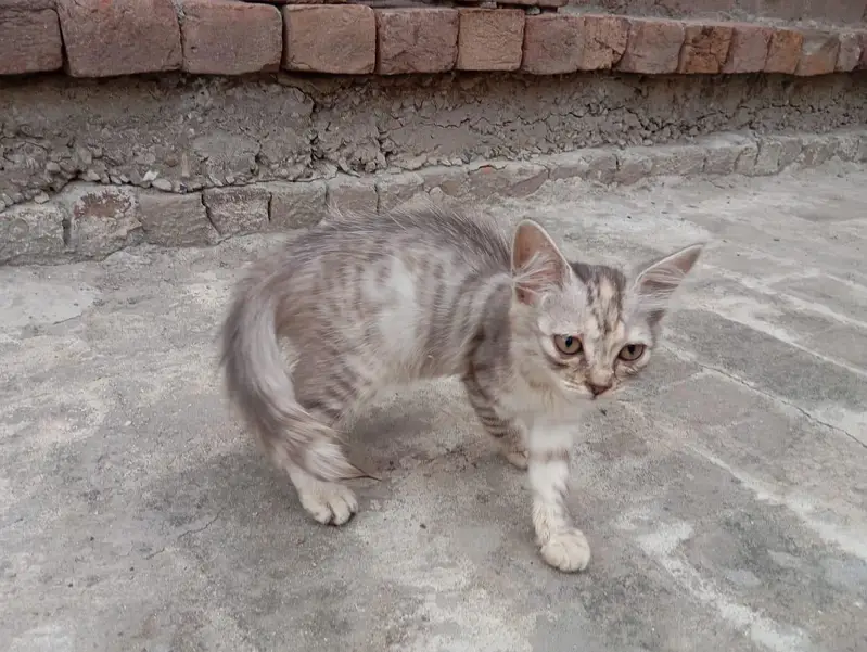 Black Grey Combo Color Female kitten — photo 2