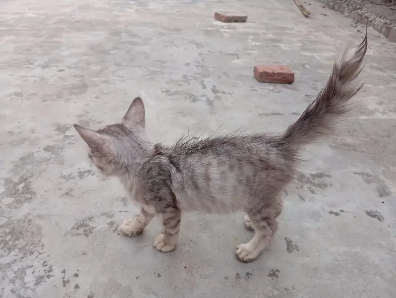 Black Grey Combo Color Female kitten — photo 3