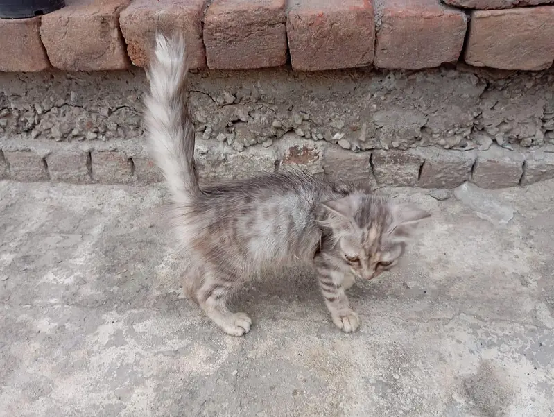 Black Grey Combo Color Female kitten — photo 4